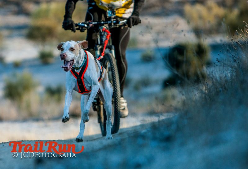 Campeonato de España de Mushing 2017