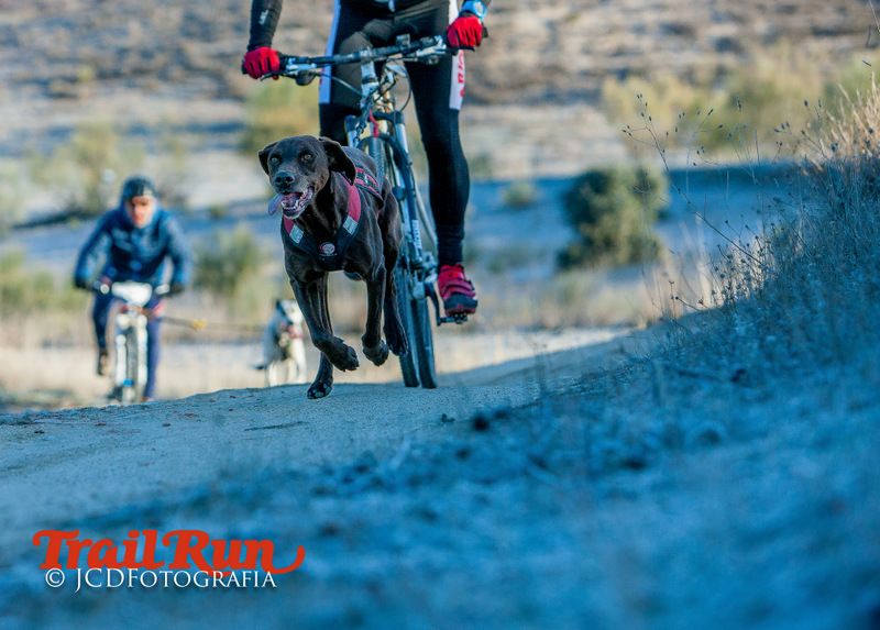 Campeonato de España de Mushing 2017