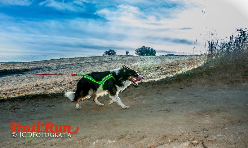 Campeonato de España de Mushing 2017