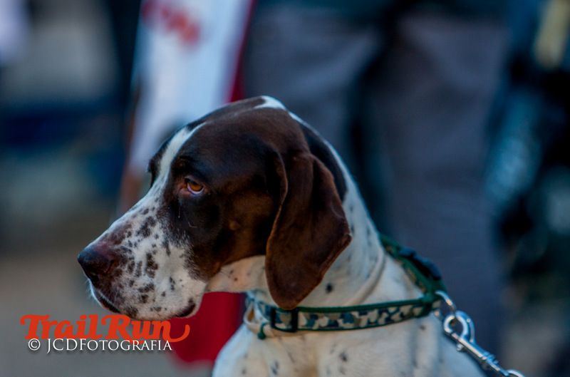 Campeonato de España de Mushing 2017