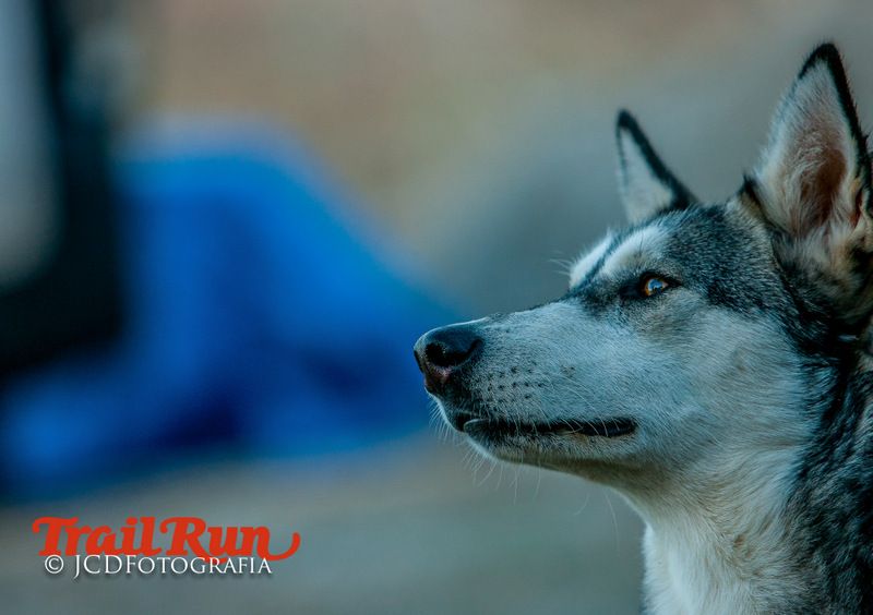 Campeonato de España de Mushing 2017