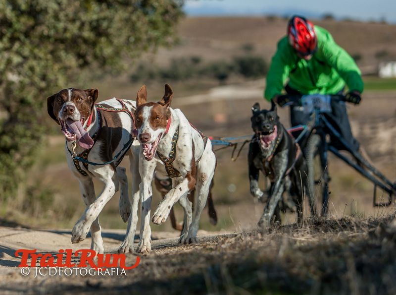 Campeonato de España de Mushing 2017