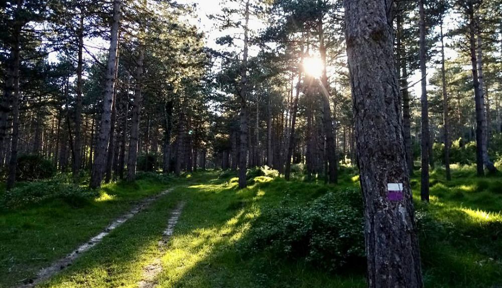 ¡Nace Foncea Trail!