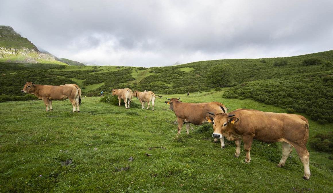 Corredores en Desafío Somiedo bajo la atenta mirada de las vacas. Foto: Mikael Helsing