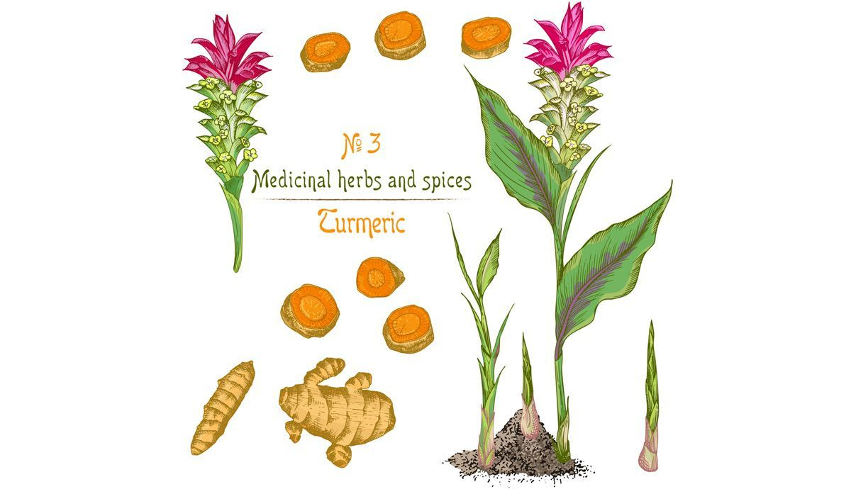 Curcuma, una raíz que te cuida y da sabor y color a tus platos