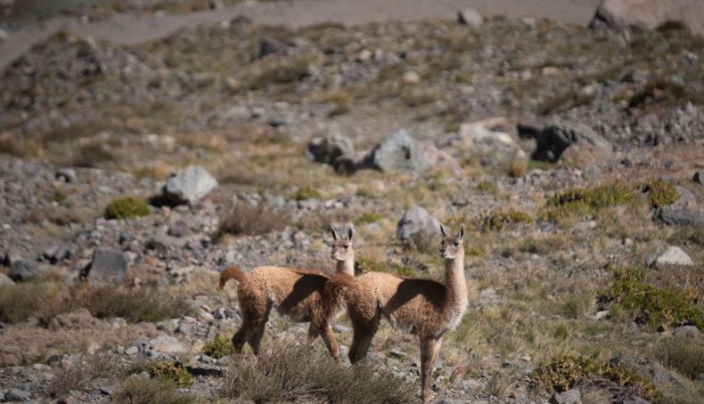 Los Maitenes 2   Creditos SERNATUR O'Higgins Los Maitenes 2   Creditos SERNATUR O'Higgins