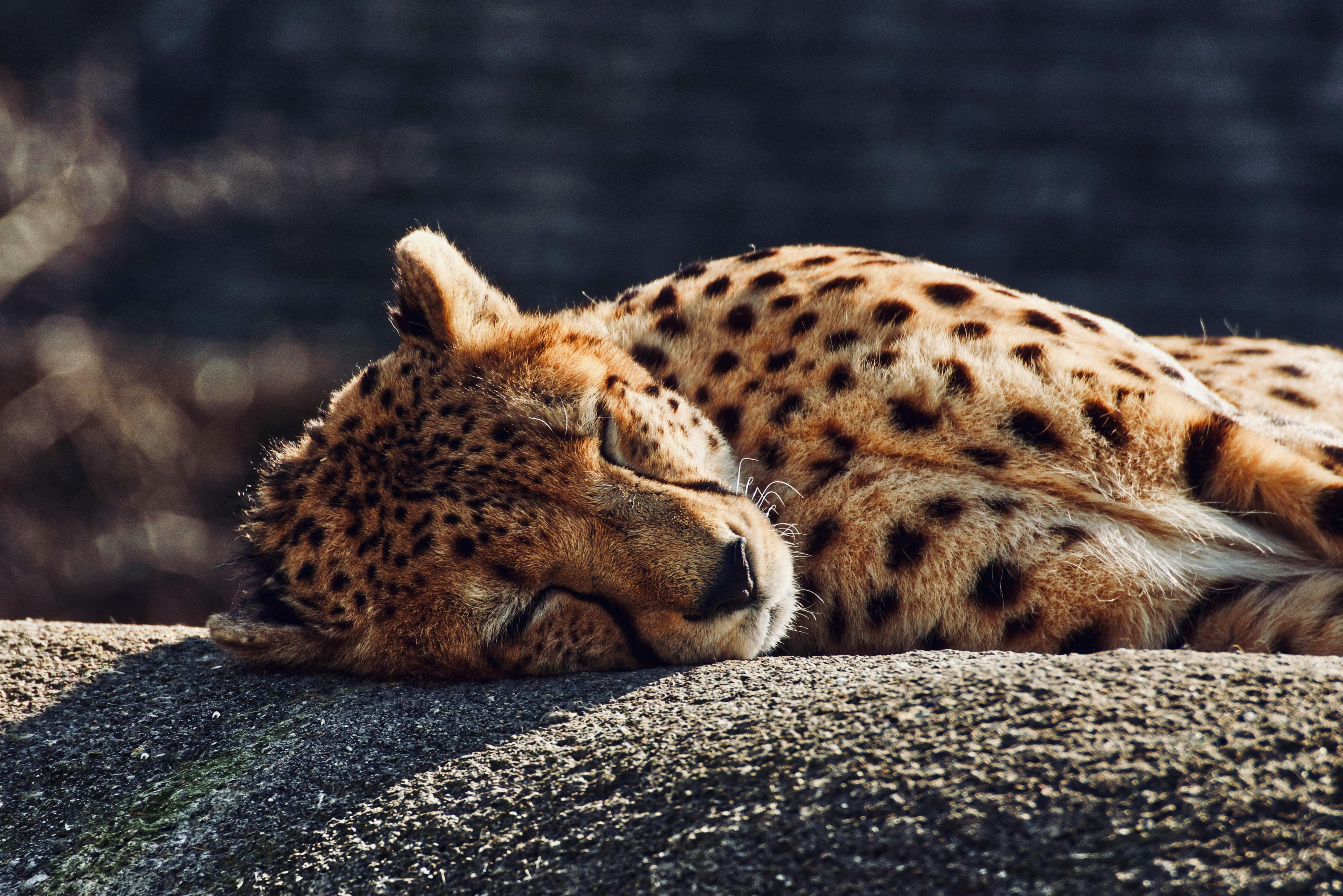 Crédito de la foto: pexels suju 7018141