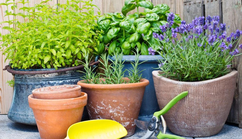 Para cultivar en maceteros sólo deberemos tener en cuenta las necesidades de amplitud de la planta. Para cultivar en maceteros sólo deberemos tener en cuenta las necesidades de amplitud de la planta.