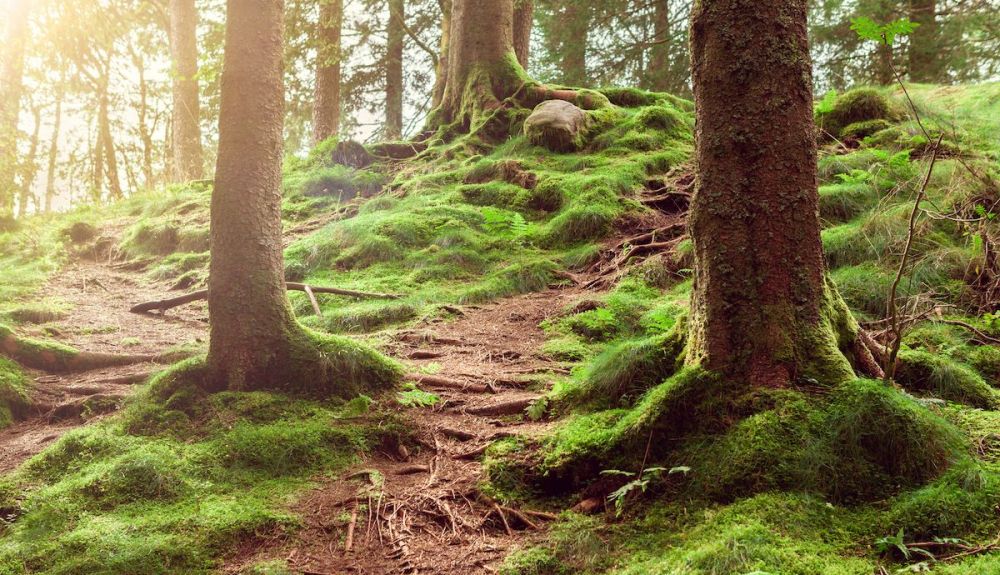 El proceso de "compostaje humano" finaliza en unos 30 días, y los restos pueden ser esparcidos entre las raices de árboles y plantas. El proceso de "compostaje humano" finaliza en unos 30 días, y los restos pueden ser esparcidos entre las raices de árboles y plantas.