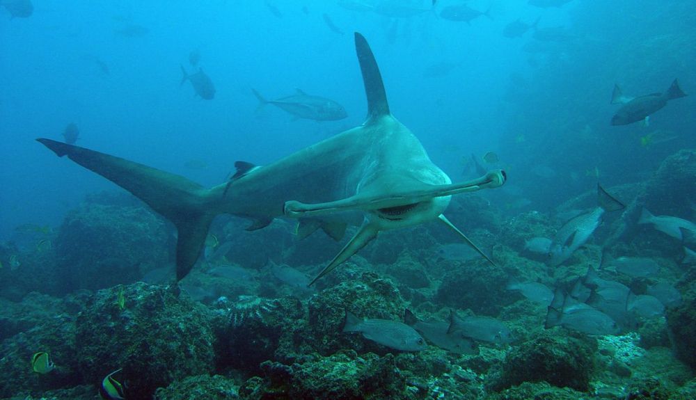 Las especies migratorias engloban animales marinos, terrestres y aves. @Matt Potenski Las especies migratorias engloban animales marinos, terrestres y aves. @Matt Potenski