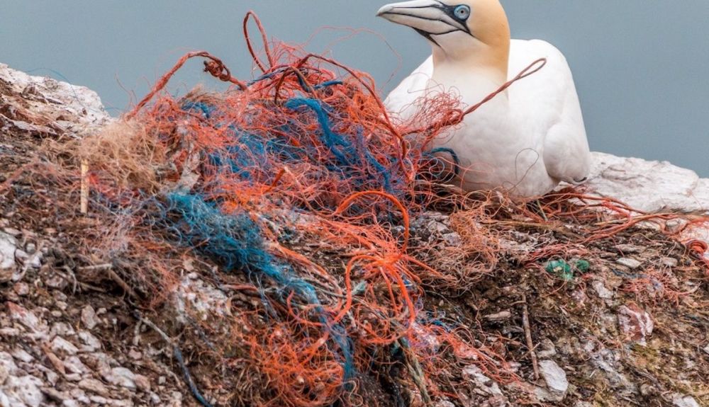 Nuestras basuras en los océanos causan millones de muertes entre los animales. Nuestras basuras en los océanos causan millones de muertes entre los animales.