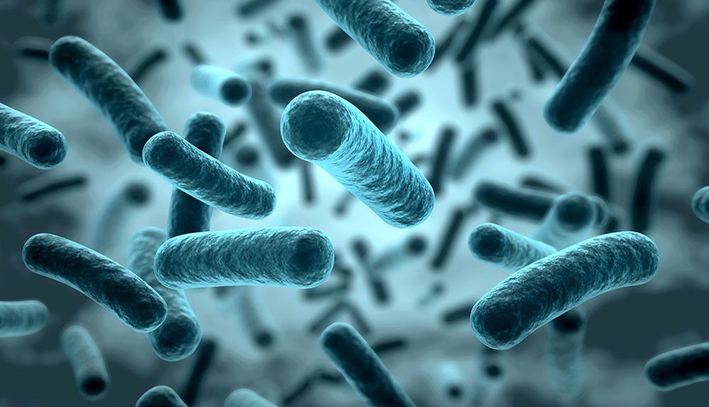 Flora intestinal y alimentos funcionales