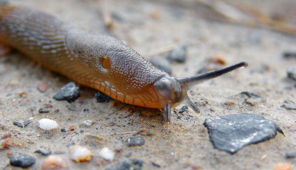 Entre las especies exóticas invasoras de la UE se encuentra la babosa española.
