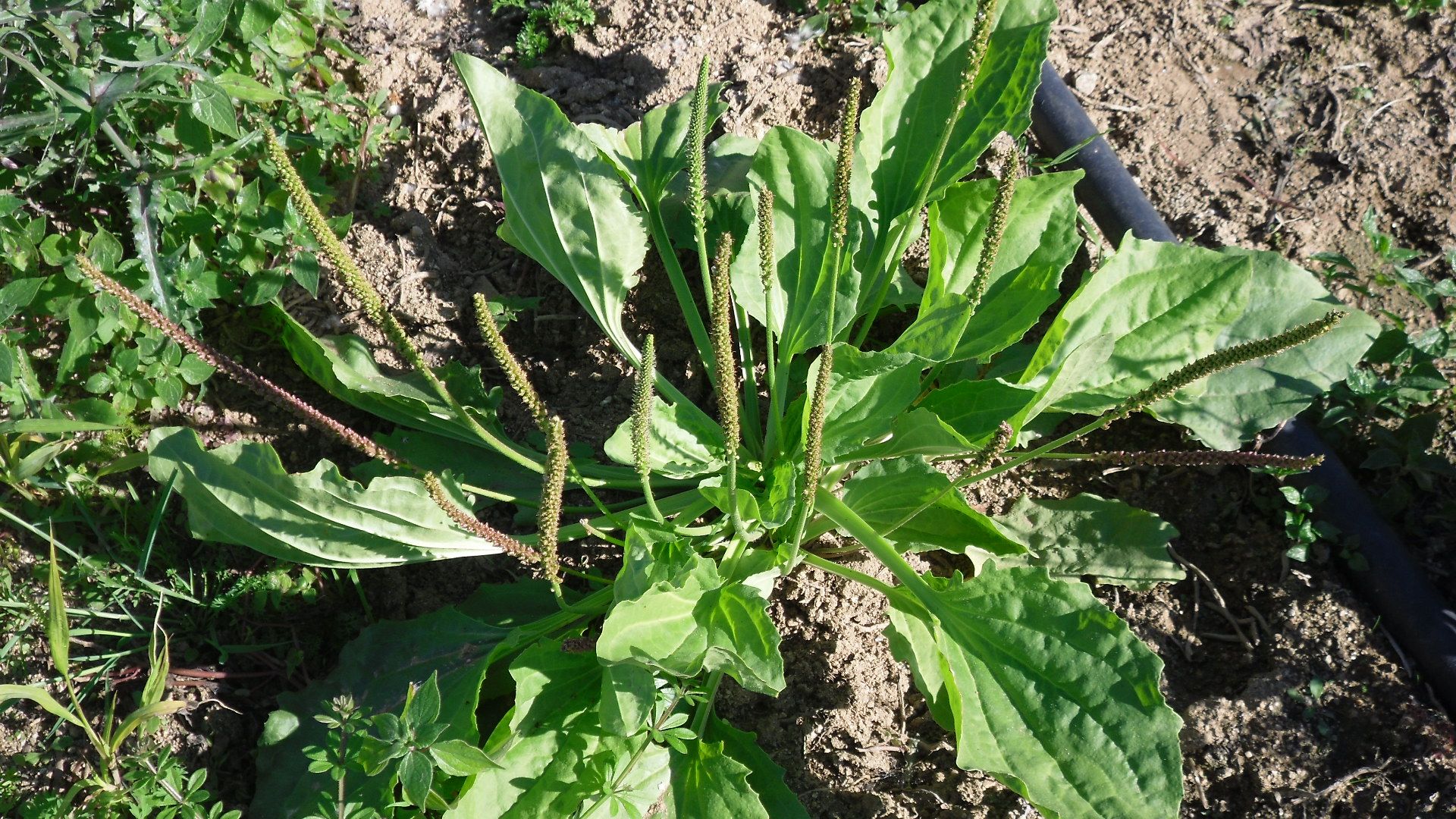 ¿Estás resfriado? Bebe de la planta sagrada