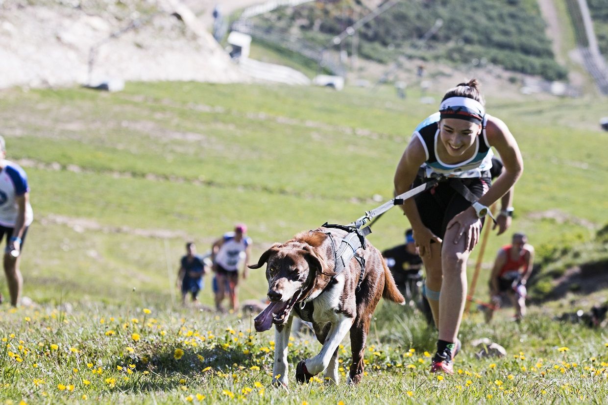 Las seis claves para iniciarse en el canicross