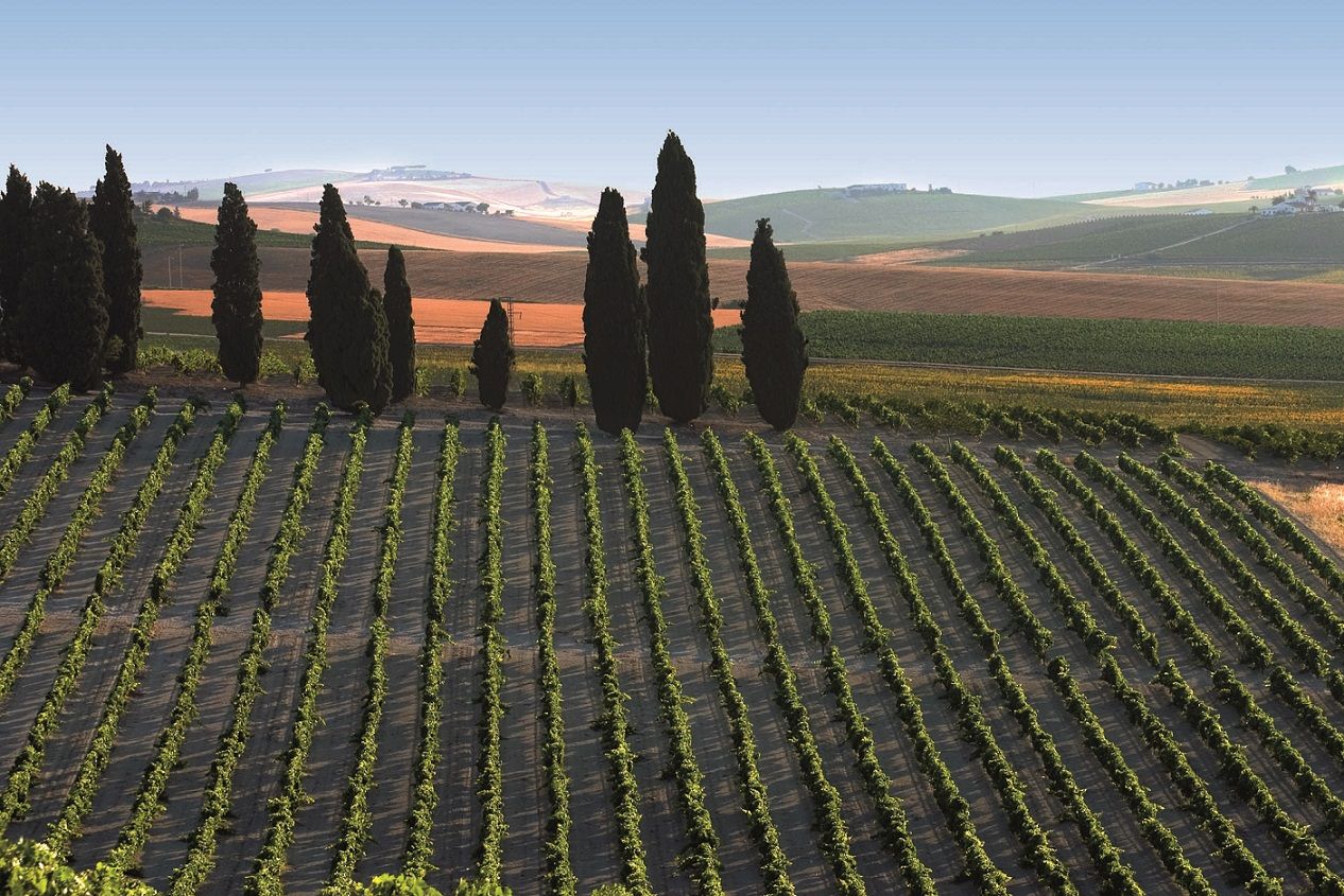 Sherry Marathon: Trail y vino de Jerez
