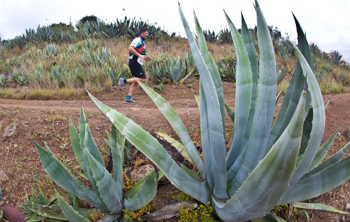 Mil corredores participarán este sábado en la Circular Extrema Villa de Moya