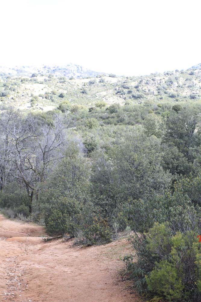 Races Trail Runing Hoyo de Manzanares 2016-7