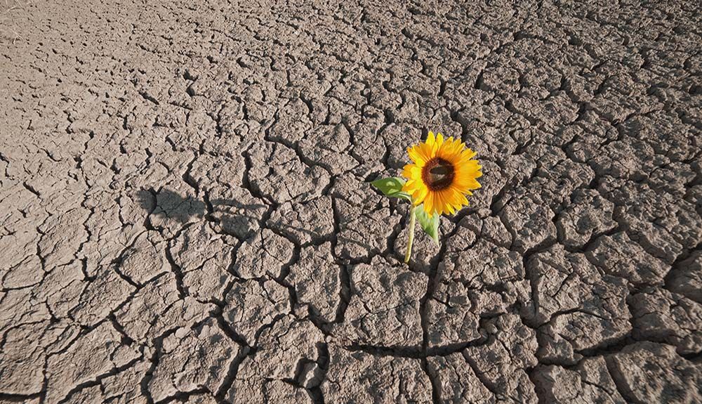 Crecerse en la adversidad, por Irene de Haro