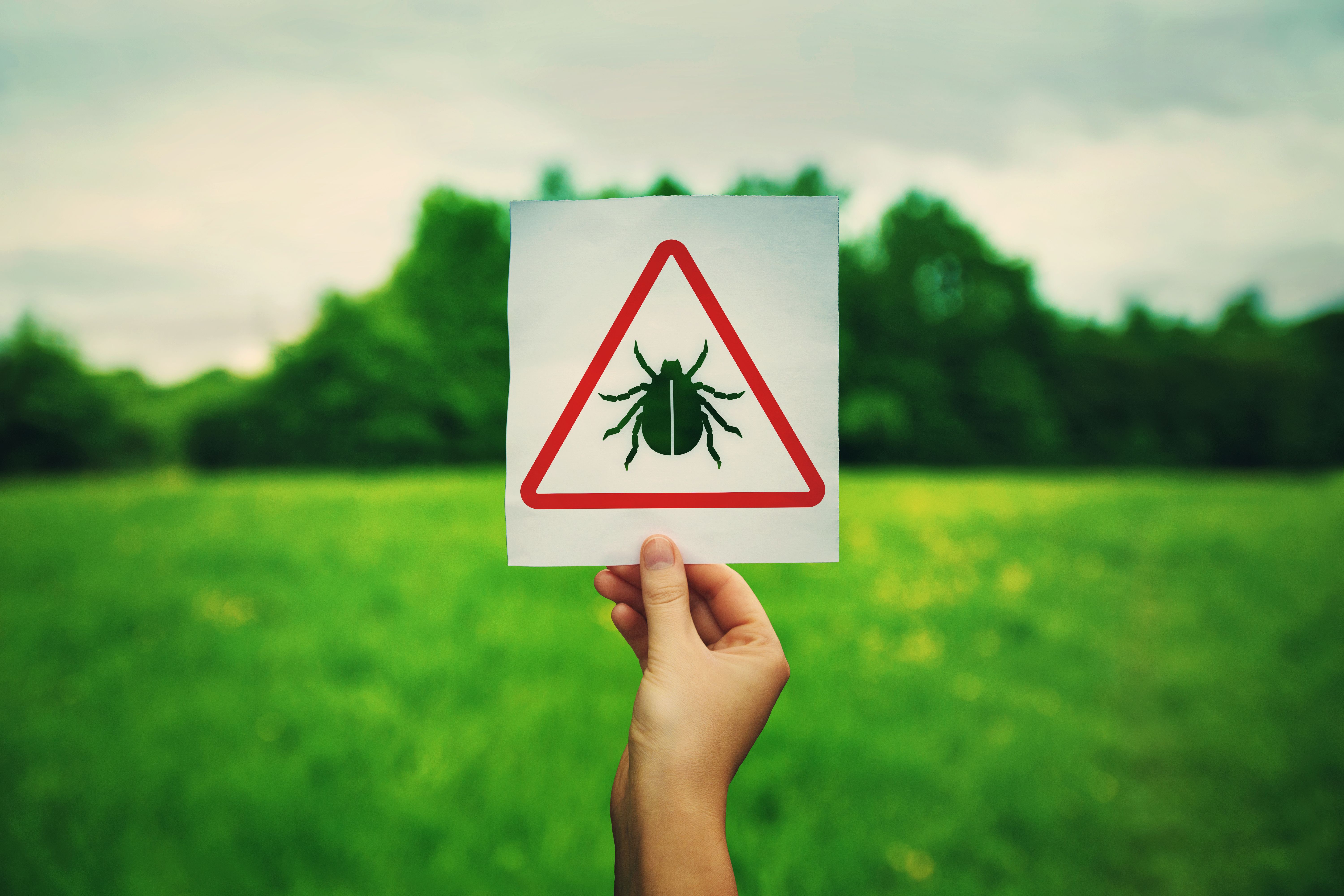 Enfermedad de Lyme. iStock 1211147695