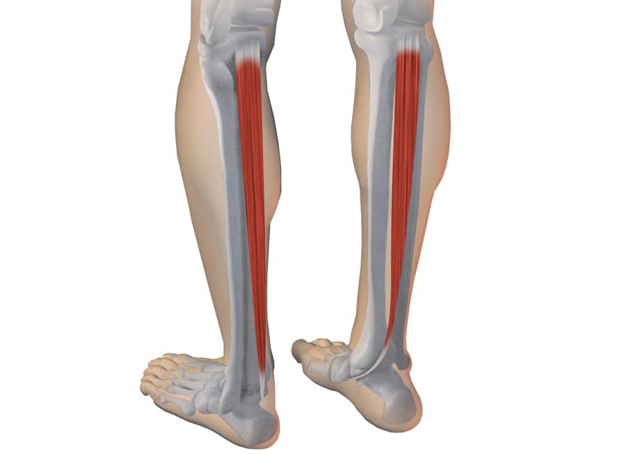 Arco plantar: reforzar el tibial posterior