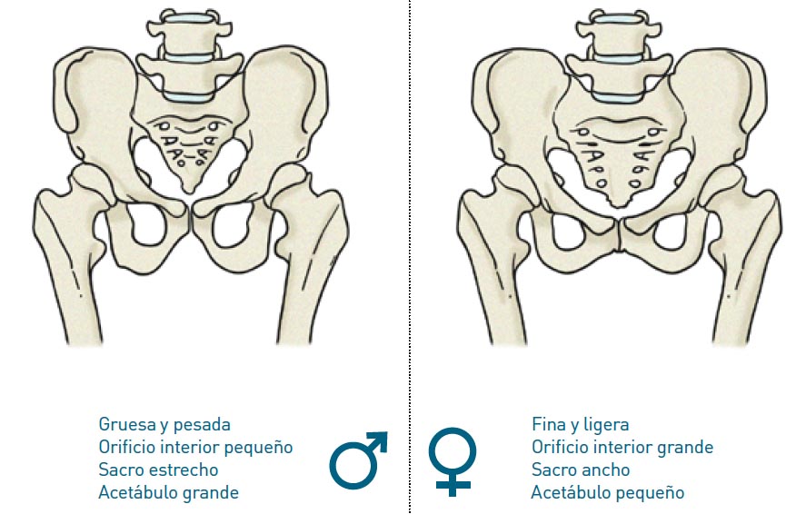 Reforzar el glúteo medio